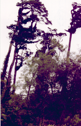 heron15