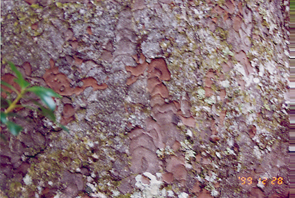 kauri08