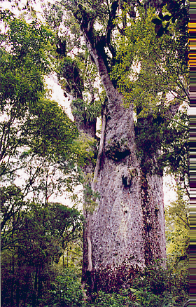 kauri10